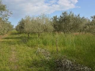 Agricultural plot, Sale, Višnjan, Višnjan