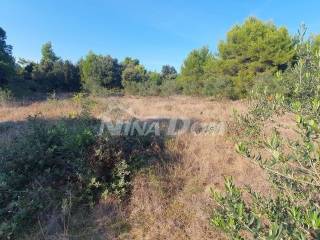 Agricultural plot, Sale, Vir, Vir