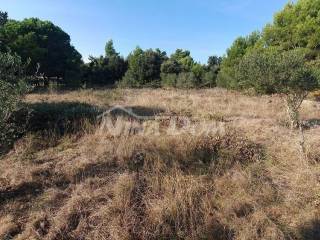 Agricultural plot, Sale, Vir, Vir