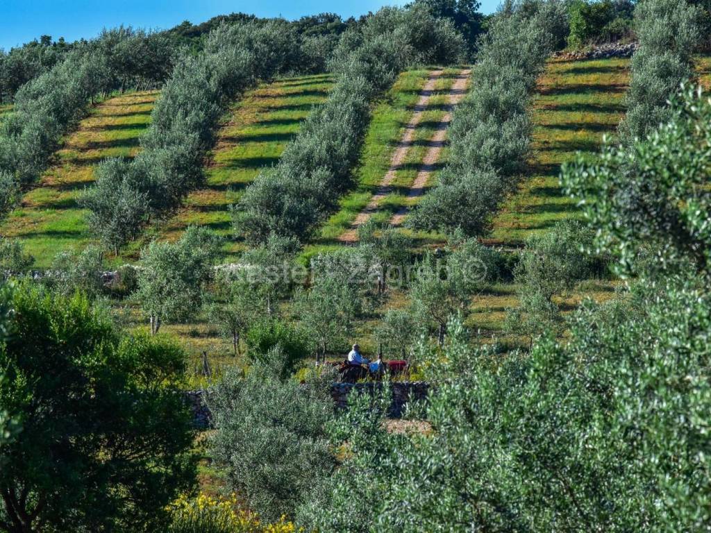 Agricultural plot, Sale, Rovinj, Rovinjsko Selo