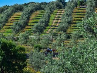 Agricultural plot, Sale, Rovinj, Rovinjsko Selo