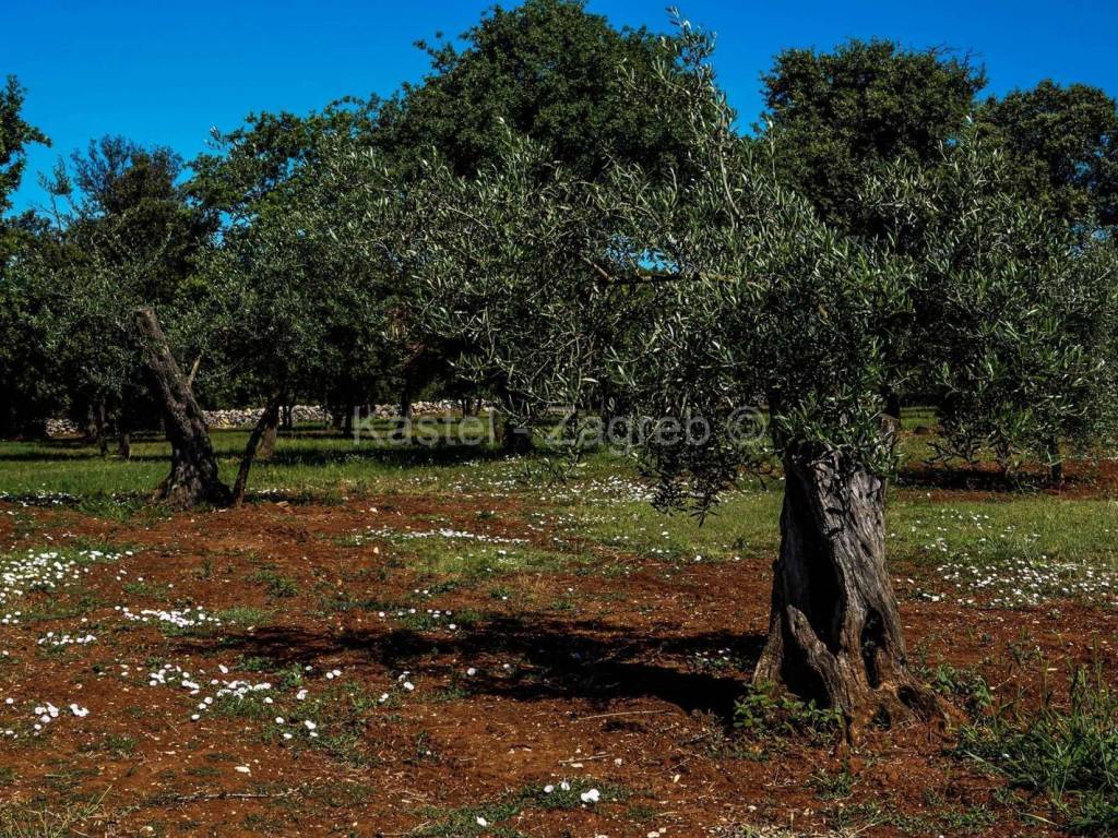 Agricultural plot, Sale, Rovinj, Rovinjsko Selo