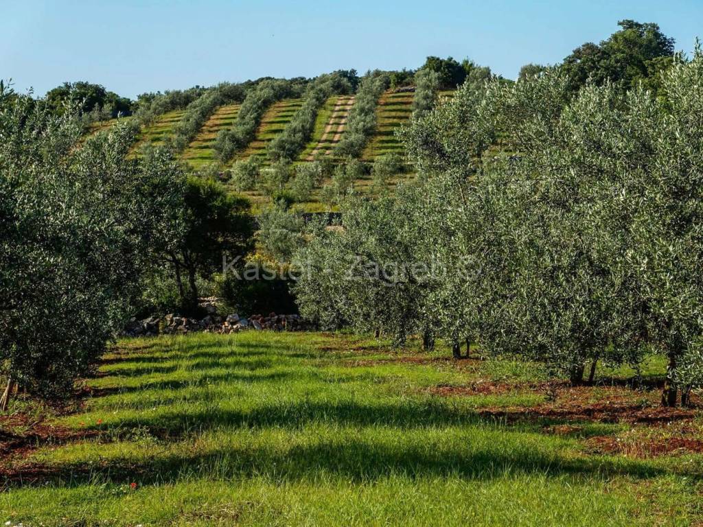 Agricultural plot, Sale, Rovinj, Rovinjsko Selo