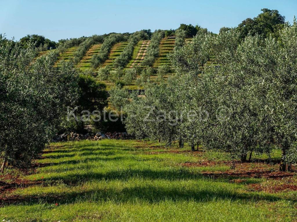 Agricultural plot, Sale, Rovinj, Rovinjsko Selo