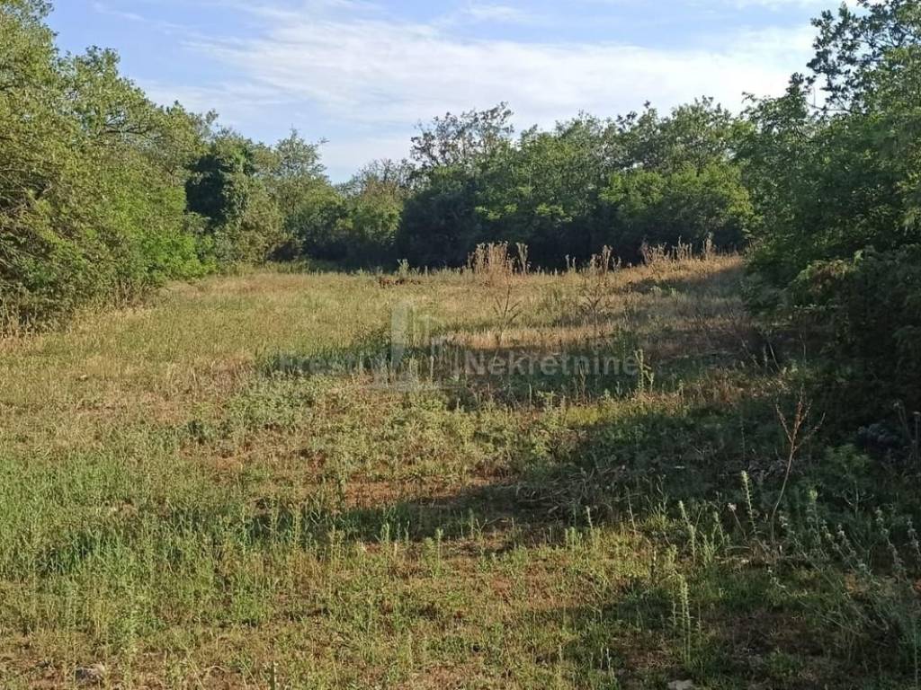 Forest, Sale, Poličnik, Briševo