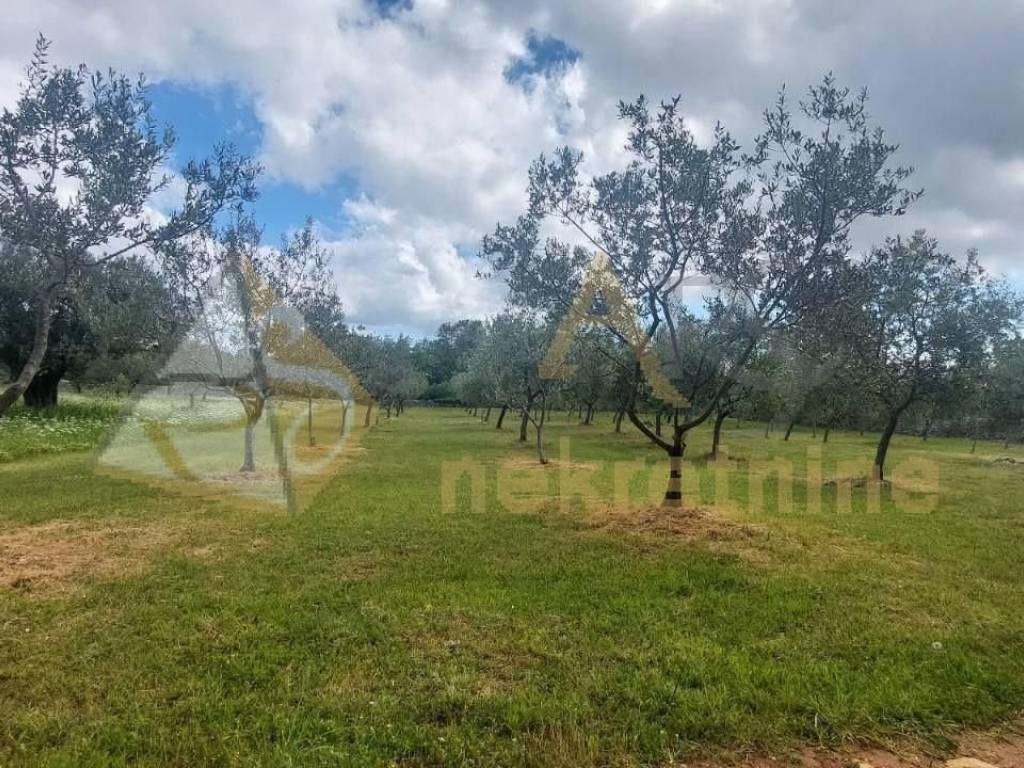 Poljoprivredno zemljište, Prodaja, Vodnjan, Vodnjan