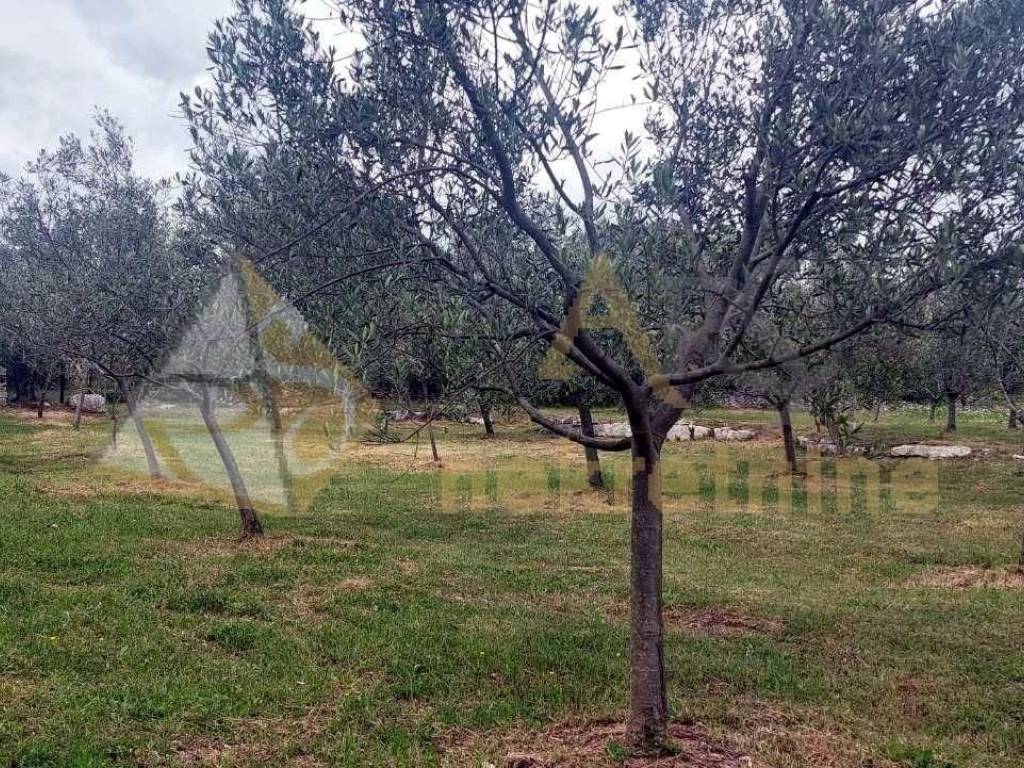 Poljoprivredno zemljište, Prodaja, Vodnjan, Vodnjan