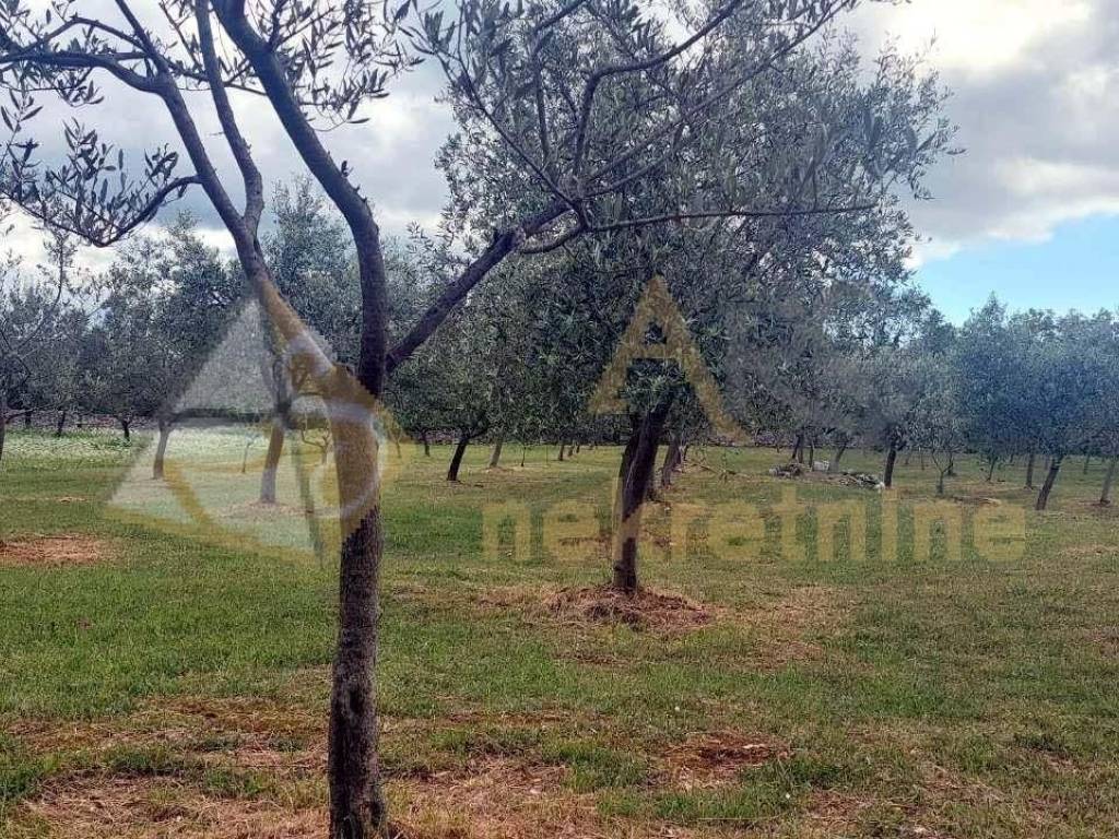 Poljoprivredno zemljište, Prodaja, Vodnjan, Vodnjan
