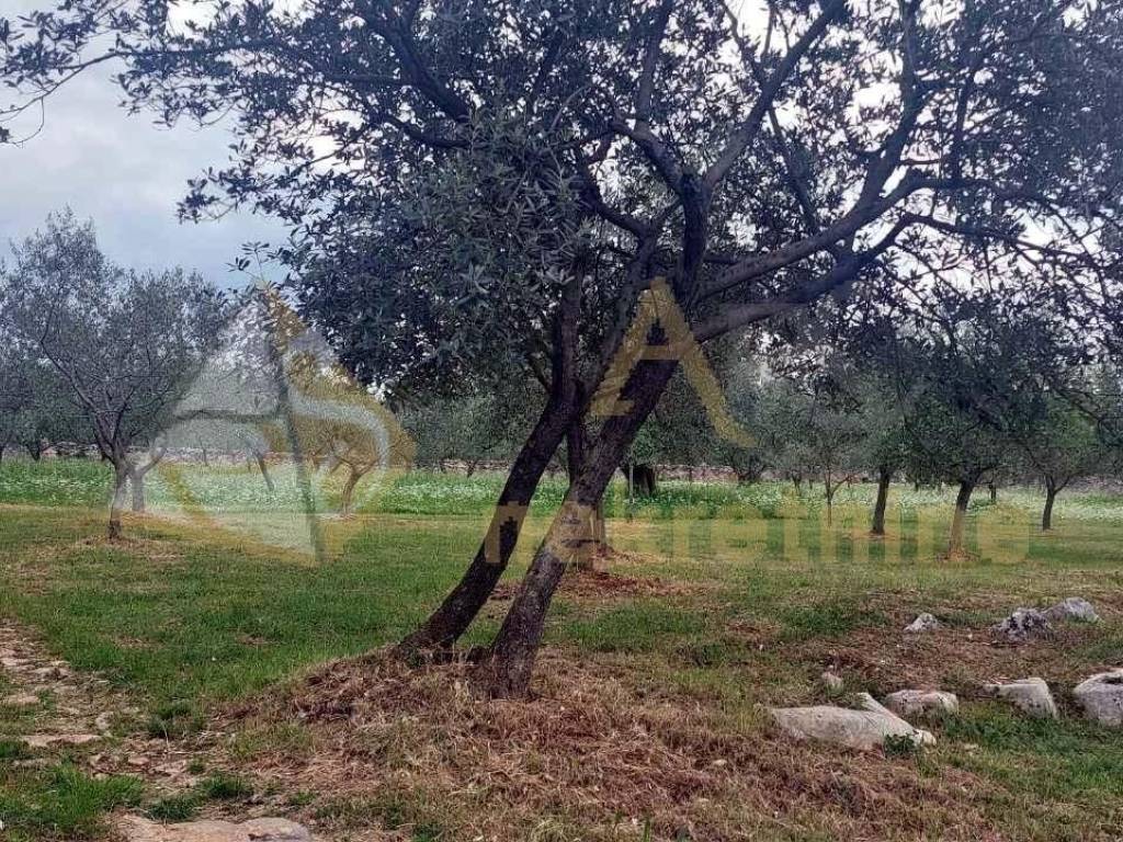 Poljoprivredno zemljište, Prodaja, Vodnjan, Vodnjan