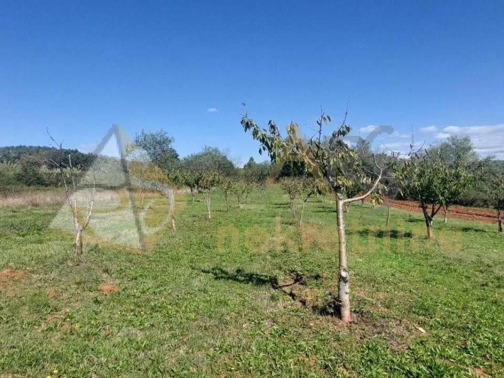 Gradevinsko stambeno zemljište, Prodaja, Višnjan, Višnjan