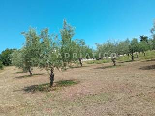 Agricultural plot, Sale, Rovinj, Rovinj