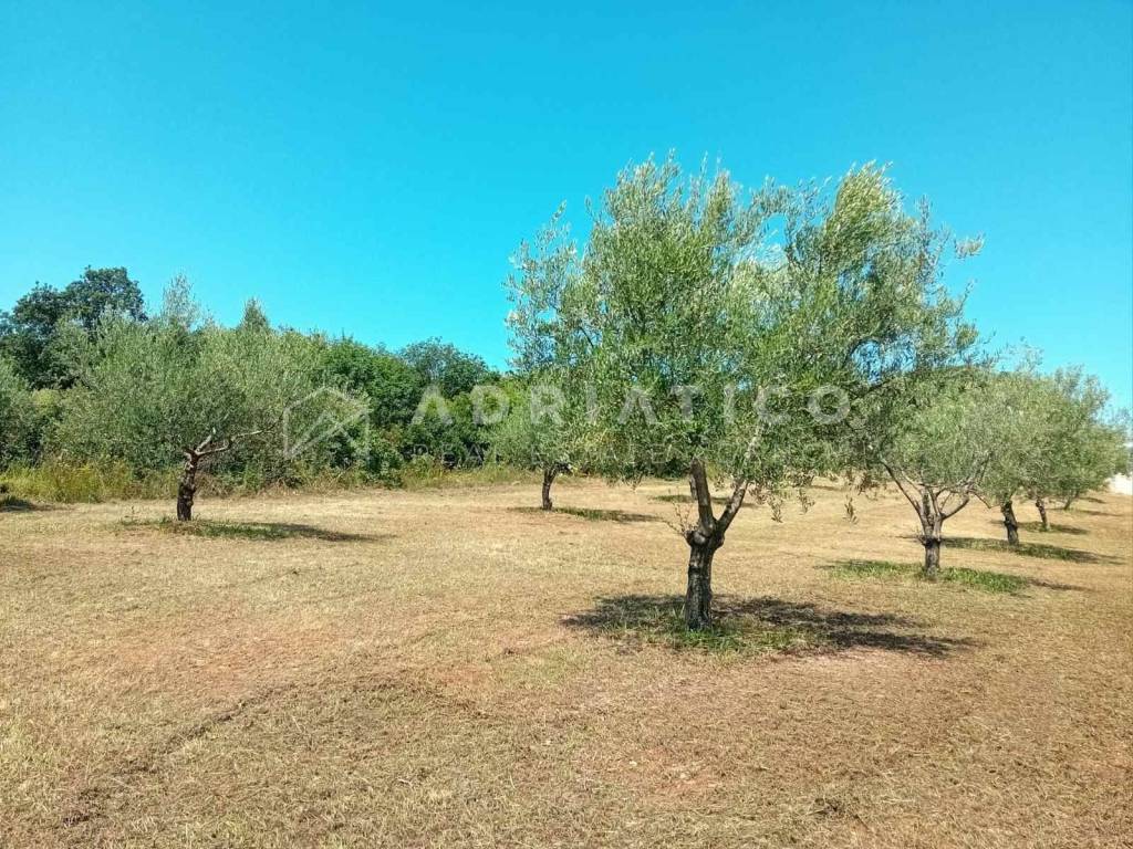 Agricultural plot, Sale, Rovinj, Rovinj