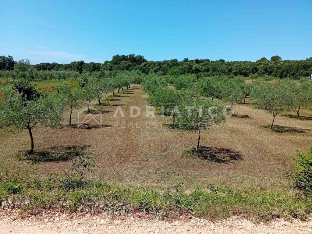 Agricultural plot, Sale, Rovinj, Rovinj