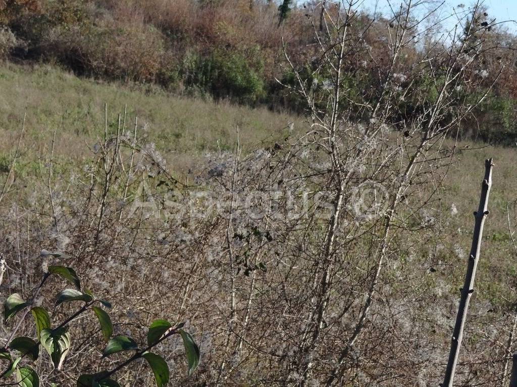 Land, Sale, Marčana