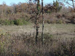 Land, Sale, Marčana