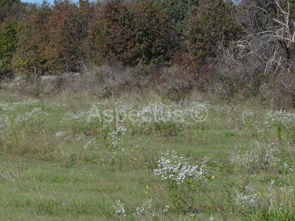 Land, Sale, Vodnjan