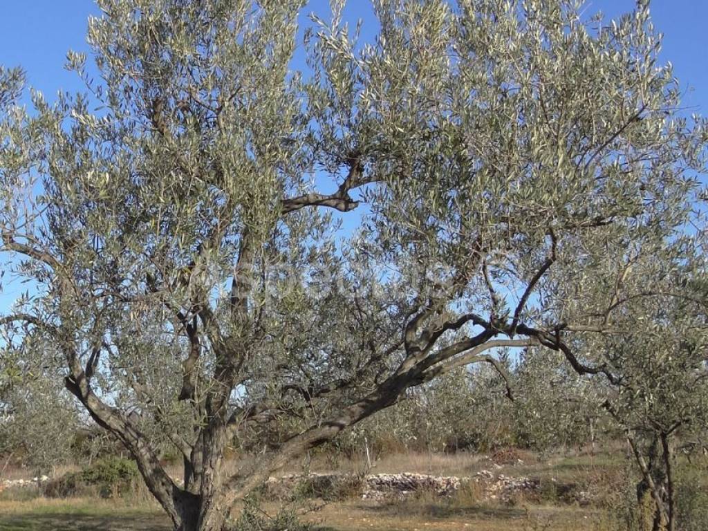 Land, Sale, Vodnjan, 2002m²