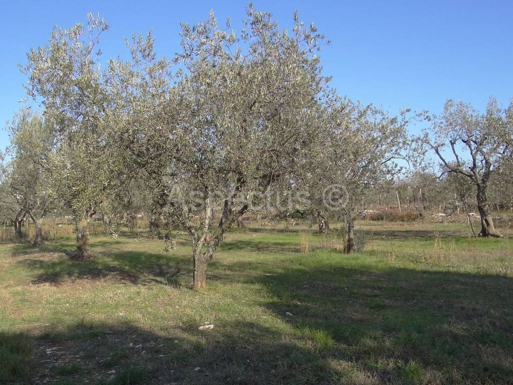 Land, Sale, Vodnjan, 2002m²