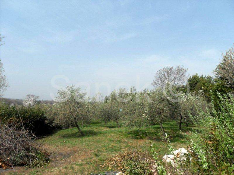 Land, Sale, Buje, 2975m²