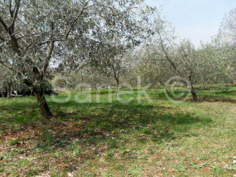 Land, Sale, Buje, 2975m²