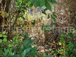 Plot for construction, Sale, Opatija - Okolica, Oprić
