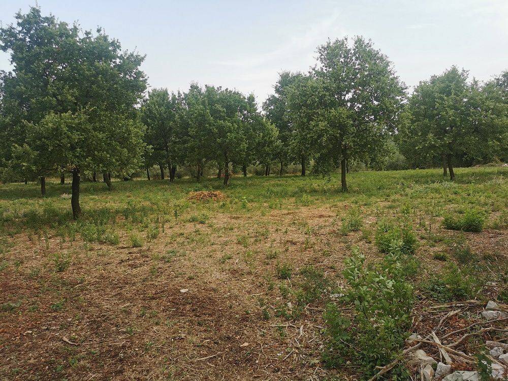 Construction plot for tourism, Sale, Tar-Vabriga, Tar