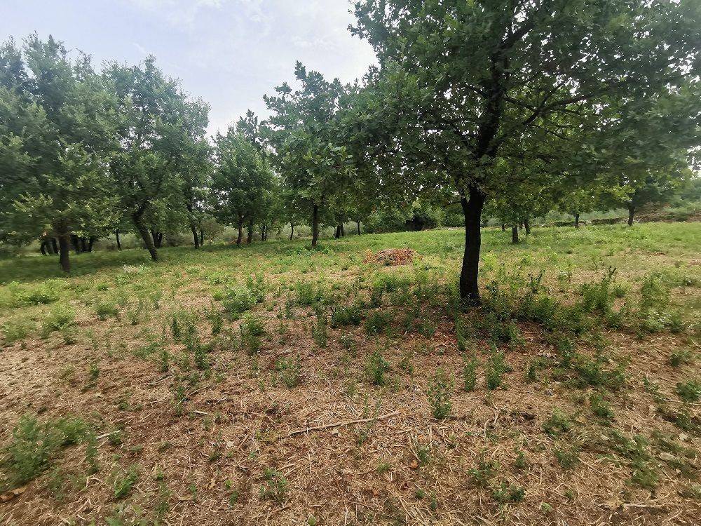 Construction plot for tourism, Sale, Tar-Vabriga, Tar
