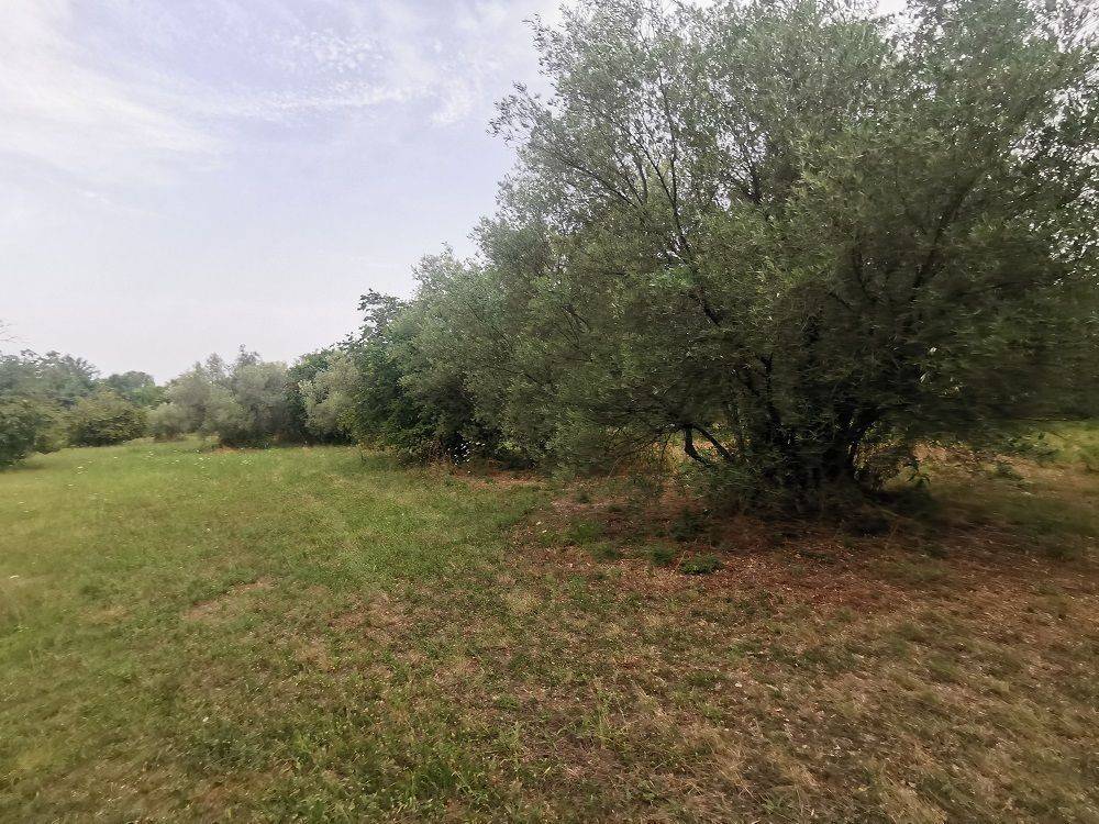 Construction plot for tourism, Sale, Tar-Vabriga, Tar