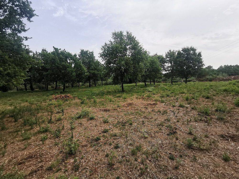 Construction plot for tourism, Sale, Tar-Vabriga, Tar