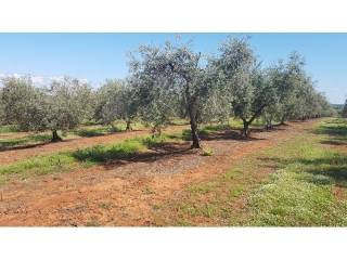 Land, Sale, Tar-Vabriga
