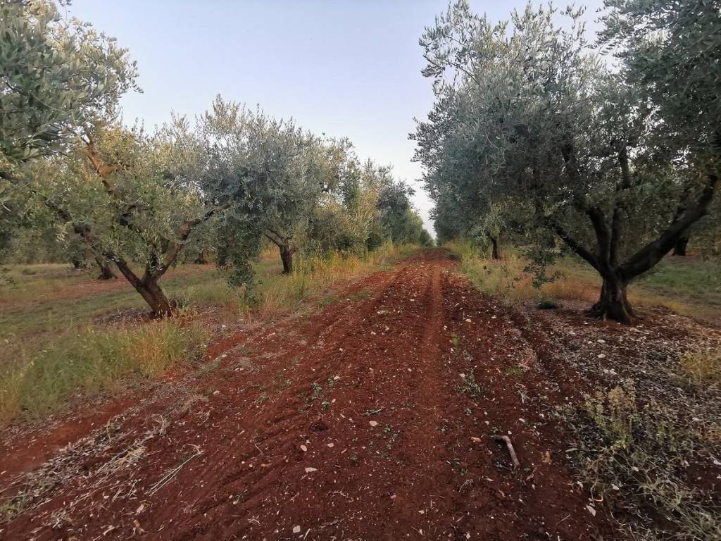 Agricultural plot, Sale, Tar-Vabriga, Vabriga