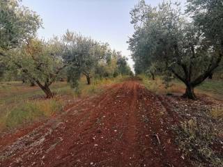 Agricultural plot, Sale, Tar-Vabriga, Vabriga