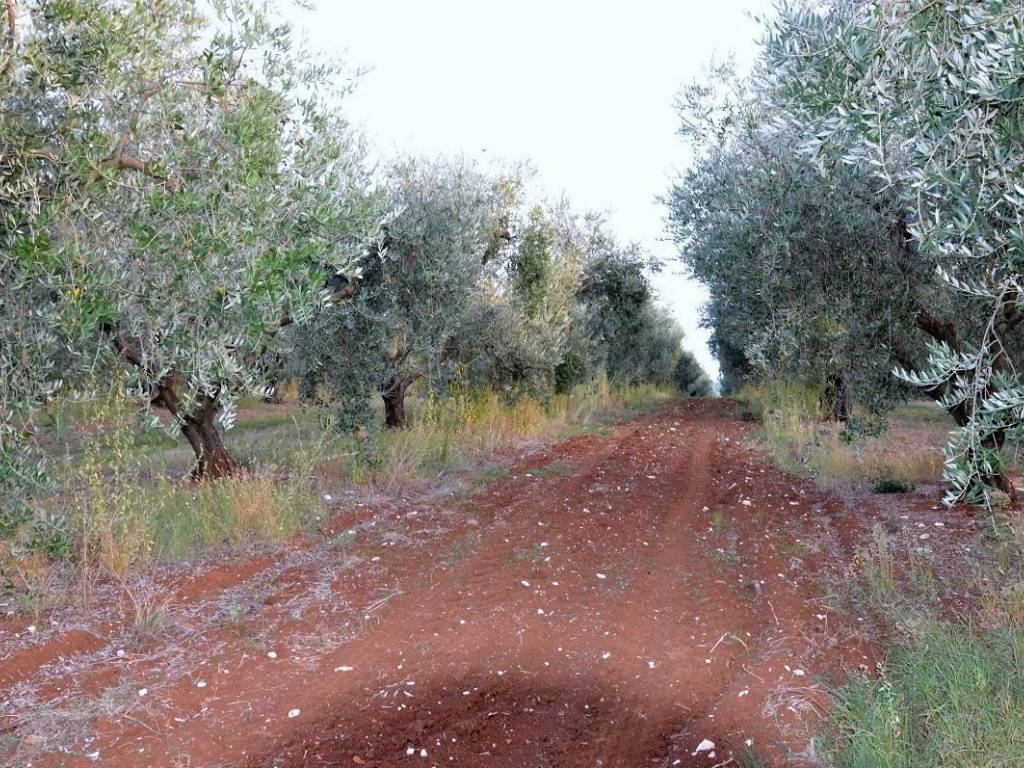Agricultural plot, Sale, Tar-Vabriga, Vabriga