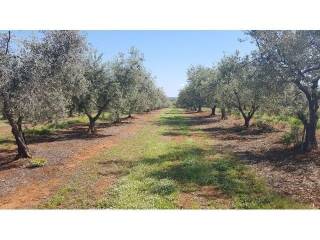 Land, Sale, Tar-Vabriga