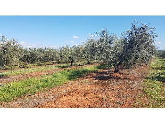 Land, Sale, Tar-Vabriga