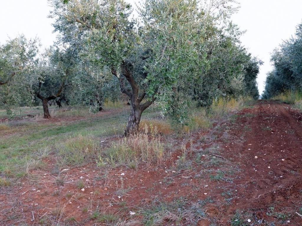 Agricultural plot, Sale, Tar-Vabriga, Vabriga