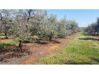 Land, Sale, Tar-Vabriga
