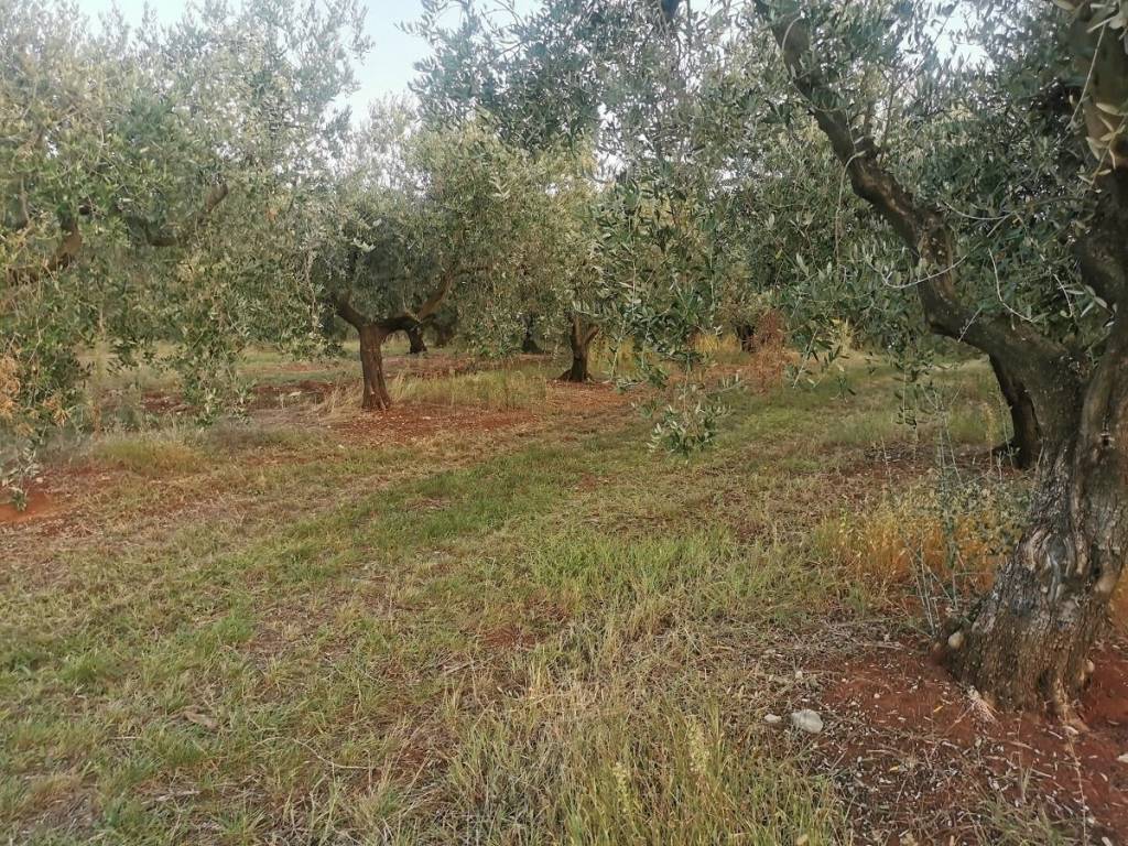 Agricultural plot, Sale, Tar-Vabriga, Vabriga