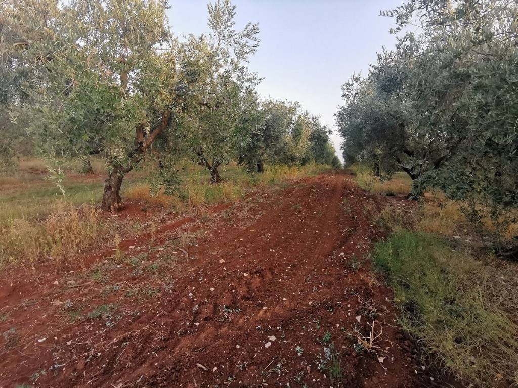 Agricultural plot, Sale, Tar-Vabriga, Vabriga