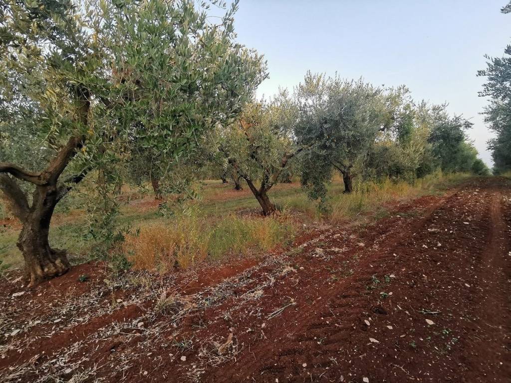 Agricultural plot, Sale, Tar-Vabriga, Vabriga