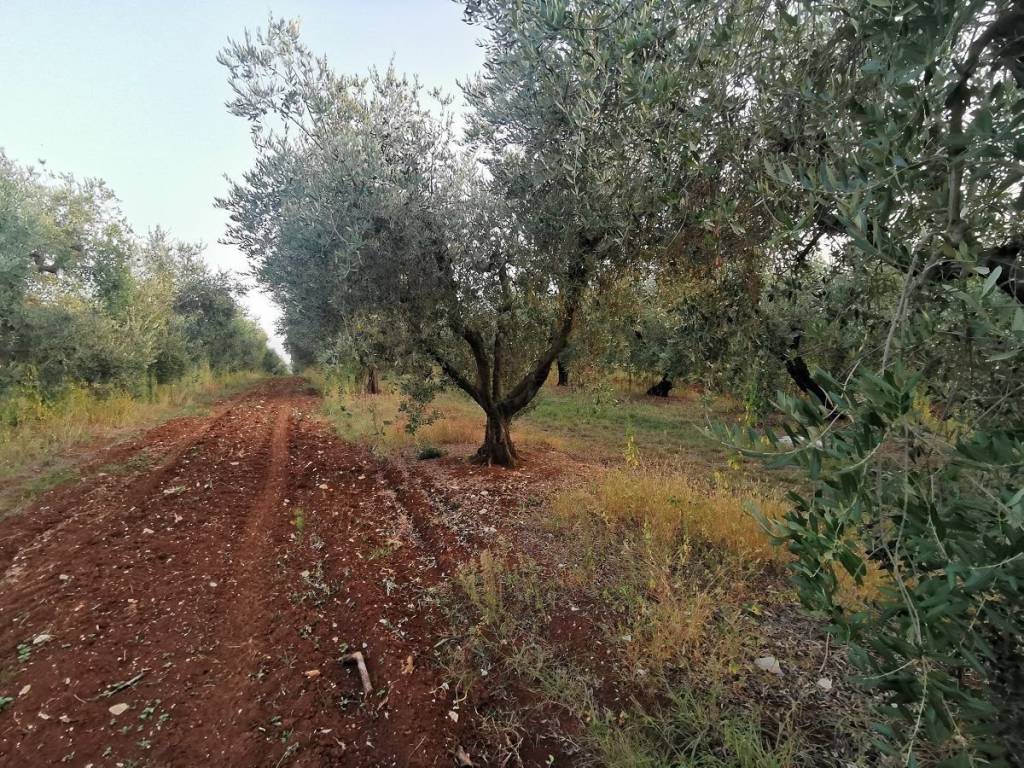 Agricultural plot, Sale, Tar-Vabriga, Vabriga