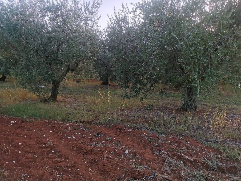 Agricultural plot, Sale, Tar-Vabriga, Vabriga