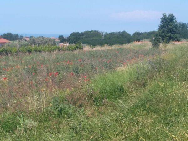 Plot for construction, Sale, Kaštelir-Labinci, Kaštelir