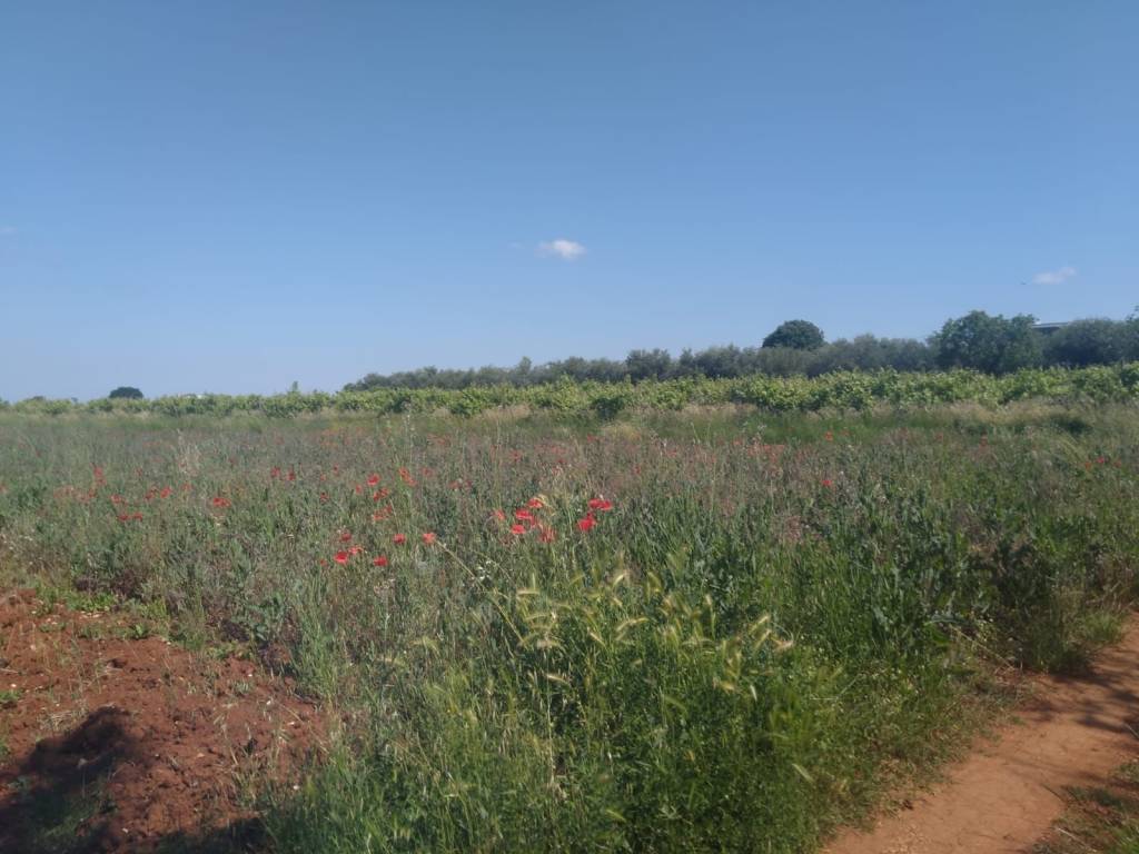 Plot for construction, Sale, Kaštelir-Labinci, Kaštelir