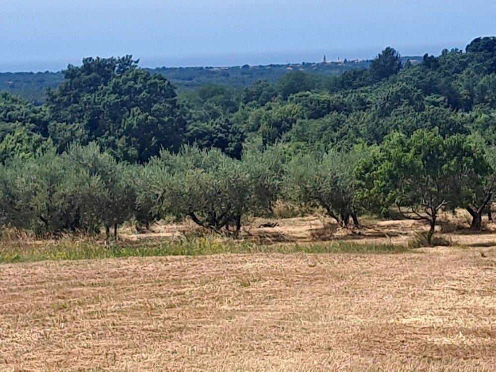 Plot for construction, Sale, Višnjan, Višnjan