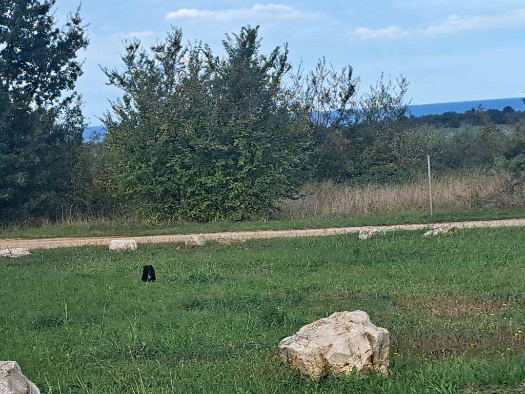 Construction plot for tourism, Sale, Poreč, Poreč