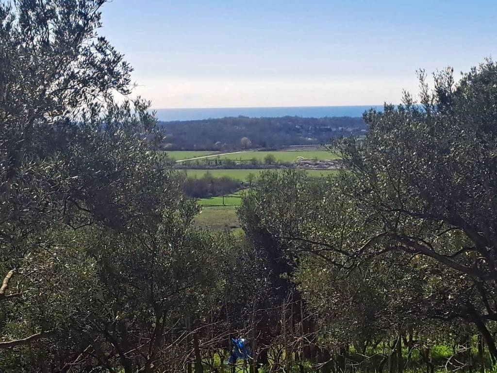 Plot for construction, Sale, Buje, Buje