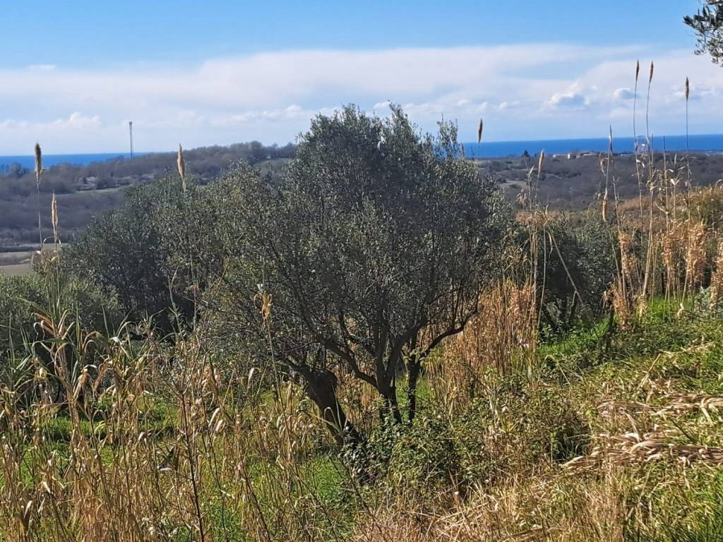 Plot for construction, Sale, Buje, Buje