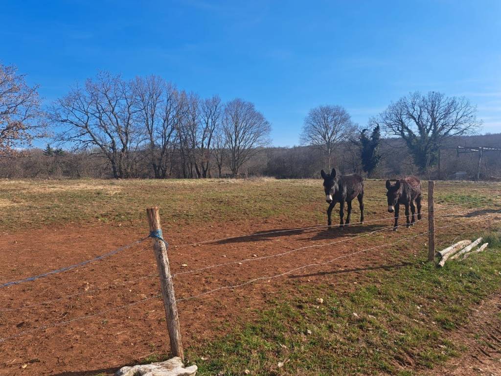 Plot for construction, Sale, Višnjan, Višnjan