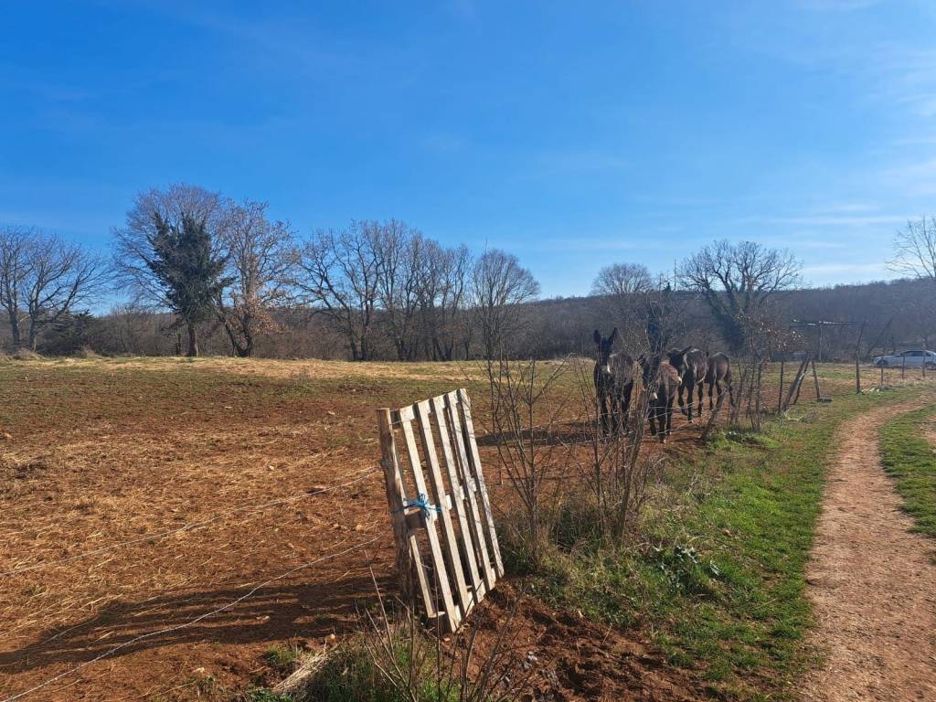 Plot for construction, Sale, Višnjan, Višnjan